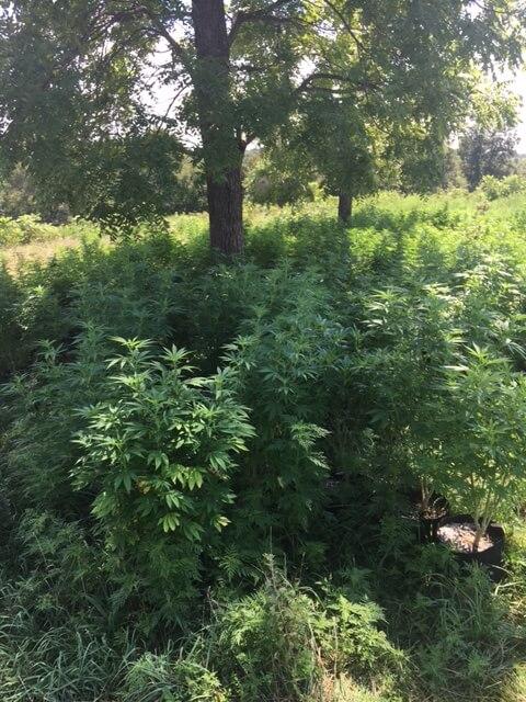 Marijuana growing outside