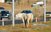 a horse on the grass