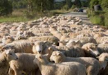 a herd of sheep