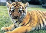 Tiger cub laying on the grass