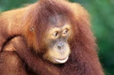 Orangutan looking to the side