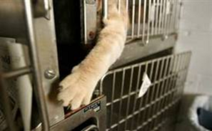 Cat escaping kennel